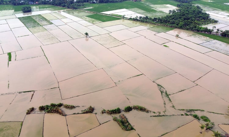 39000-hektare-sawah-pascabencana-di-sumatera-kembali-ditanami-luf.jpg
