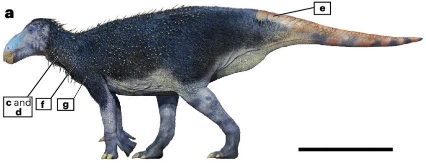 dinosaurus-berduri-aneh-dengan-kulit-yang-berbeda-dari-hewan-mana-pun-ditemukan-mib.jpg