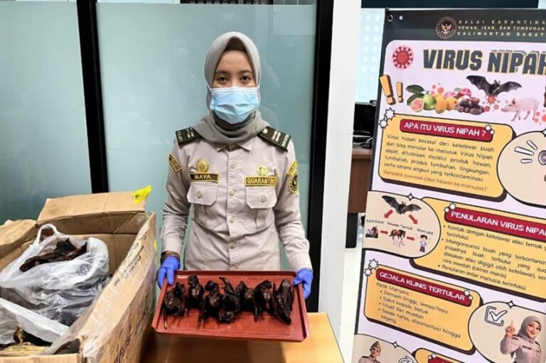 plbn-aruk-gagalkan-penyelundupan-daging-kelelawar-berisiko-penyakit-zoonosis-pez.jpg