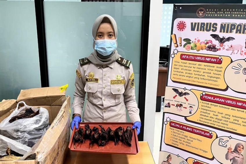 plbn-aruk-gagalkan-penyelundupan-daging-kelelawar-berisiko-penyakit-zoonosis-pez.jpg